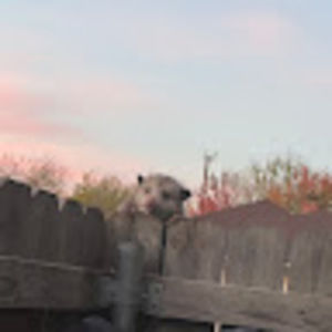 Meet your Posher, Randy